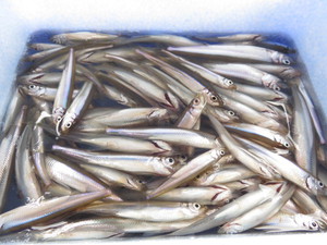 山中湖（ワカサギ釣り情報）