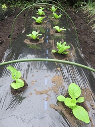 秋野菜の季節に！