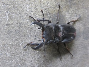 クワガタの季節！
