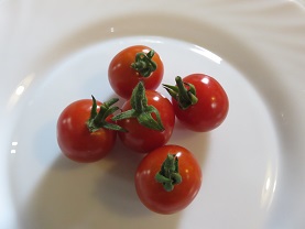 mini トマト物語