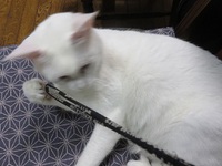 猫のワカサギ釣り物語！