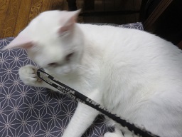 猫のワカサギ釣り物語！