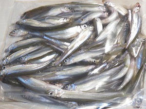 ワカサギ釣り
