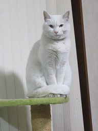 猫の冬の対策は！
