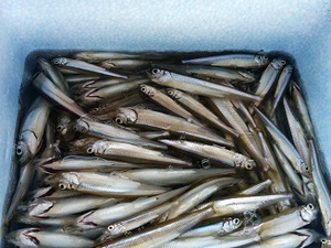 ワカサギの料理