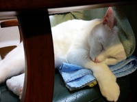 12月の猫の日！