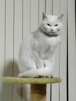 冷ややかな目！