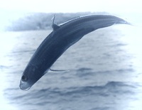 ラストわかさぎ釣り！
