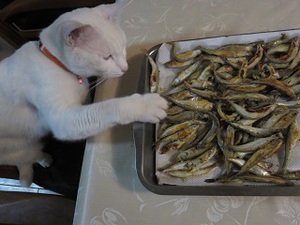 棚から牡丹餅！（子猫のカブ）