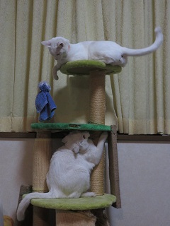 これぞ　猫タワー！