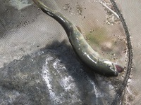 山女魚釣り！
