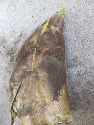 竹の子（初物）