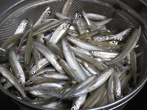 わかさぎ釣り！