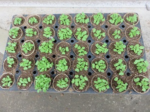 素人野菜（白菜）
