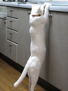 カブの猫いちご物語！