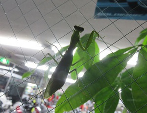 忍び寄るカマキリの影！