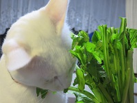 カブのお話で～す！