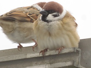 すずめ！