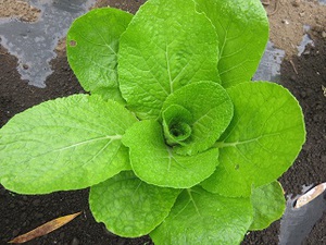 素人野菜（白菜2016）