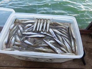 ワカサギ釣り！
