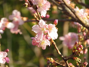 桜咲く！