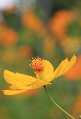 顔花写真！
