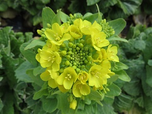 菜花（nabana)
