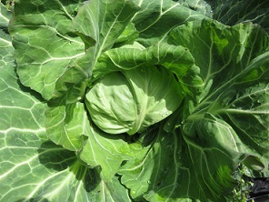 野菜のシーズン到来！