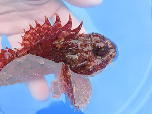 海の怪獣！