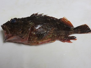 海の怪獣！