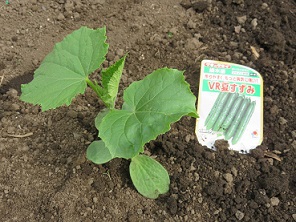 野菜生活（きゅうり）