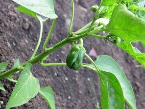 夏野菜のシーズン！