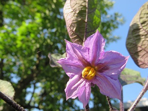なす　花の思い！