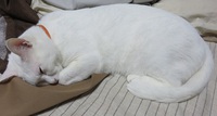 猫はも～秋！