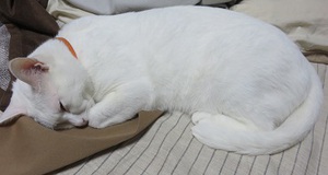 猫はも～秋！