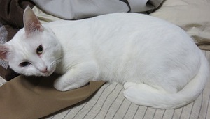 猫はも～秋！