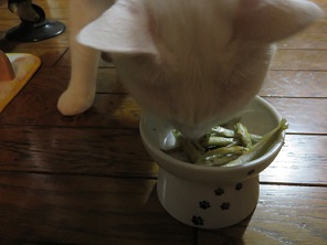 猫軍団の　おやつ！