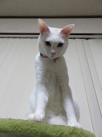 猫もパンチ！