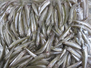 ワカサギ釣り