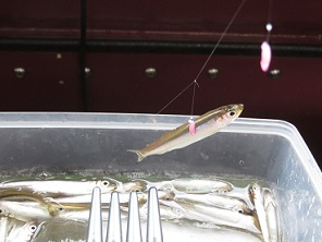 ワカサギ釣り