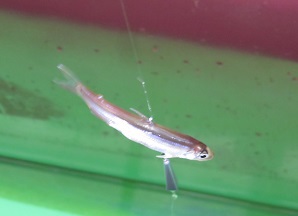 山中湖ワカサギ釣り