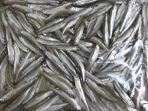 山中湖ワカサギ釣り