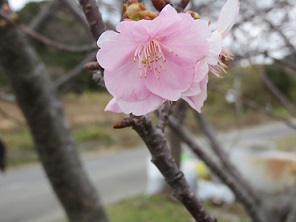 桜が咲く・・・