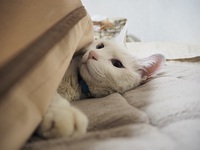 猫らしくないミルフィー！