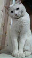 猫の日(2月22日)