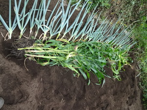 素人野菜研究会（キャベツ）