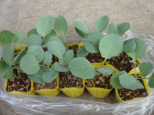 素人野菜研究会（キャベツ）