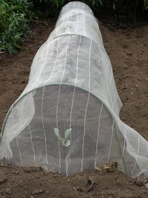 素人野菜研究会（キャベツ）