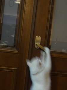 酒が好きな猫の物語