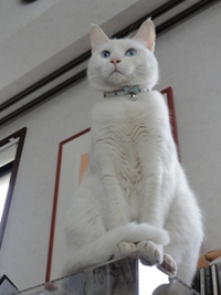 猫の日(2月22日)